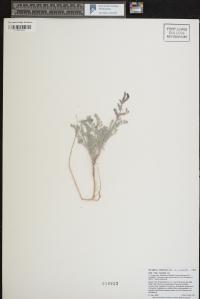 Astragalus amphioxys image