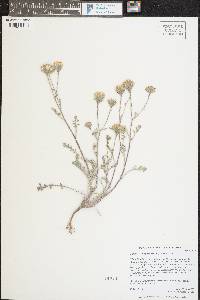 Chaenactis douglasii image