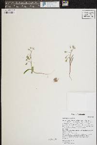 Claytonia rosea image