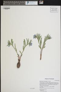 Mertensia brevistyla image