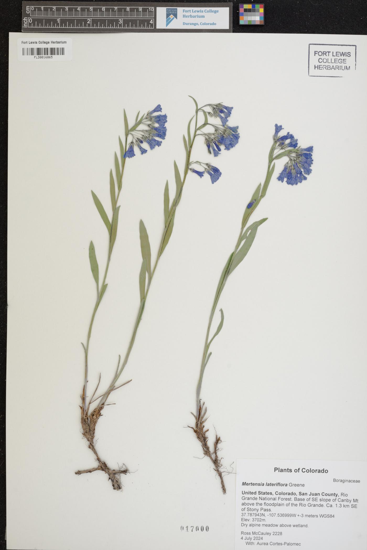 Mertensia lateriflora image