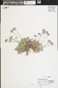 Erigeron compositus image