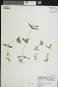Gentianella amarella image