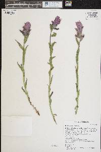 Castilleja rhexiifolia image