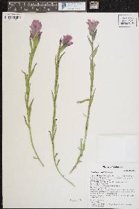 Castilleja rhexiifolia image