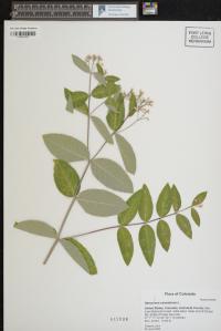 Apocynum cannabinum image