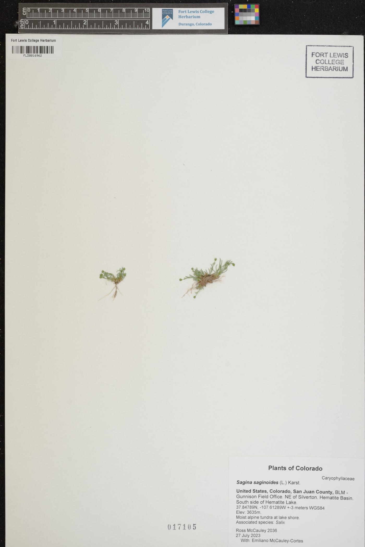 Sagina saginoides image