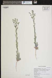 Lappula occidentalis image