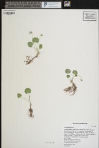 Viola palustris image