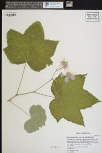 Rubus parviflorus var. parviflorus image