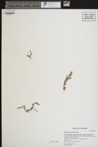 Epilobium clavatum image