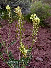 Astragalus ampullarioides image