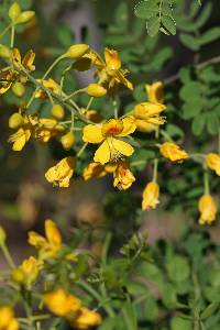 Caesalpinia mexicana image