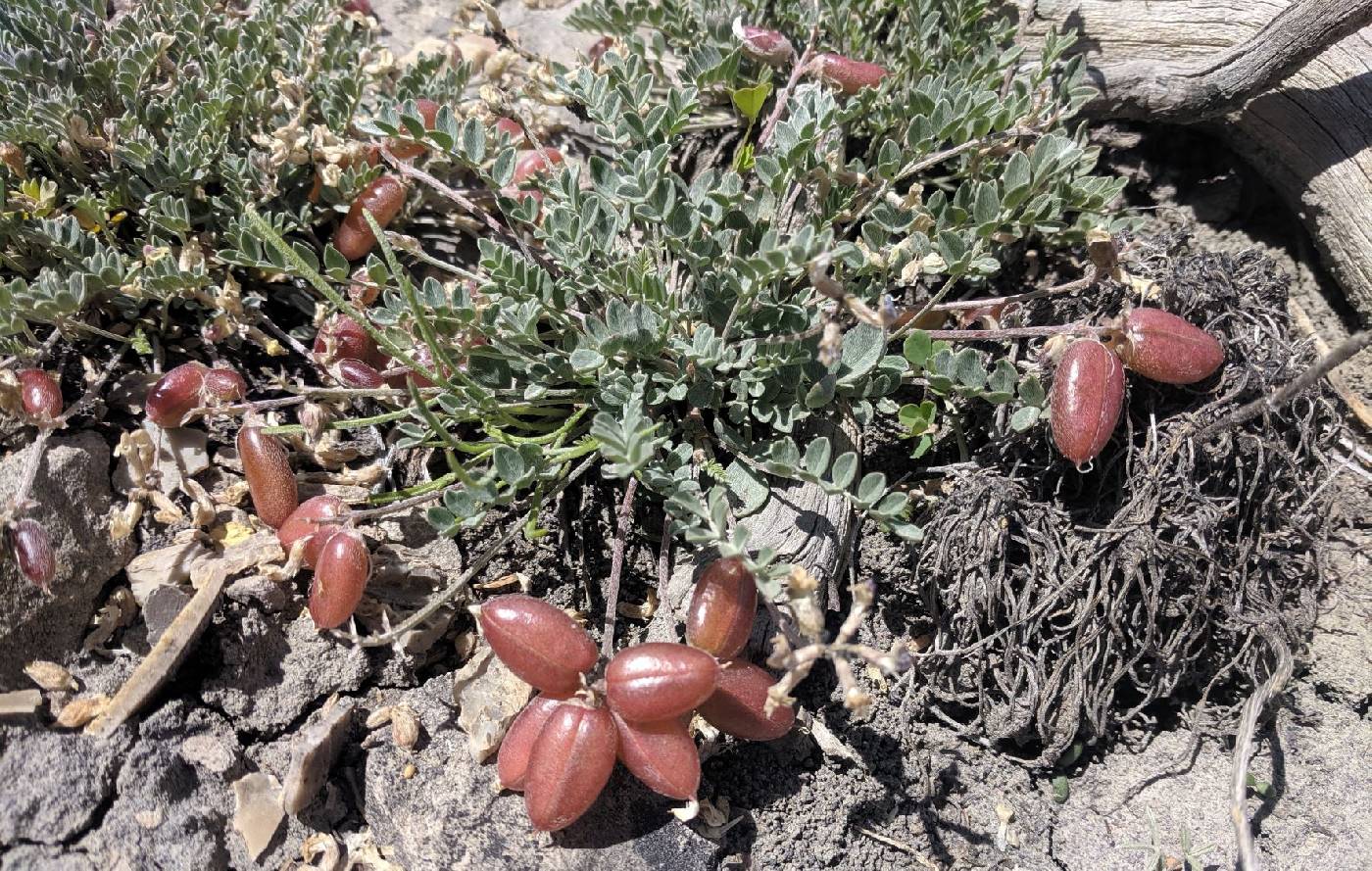 Astragalus accumbens image