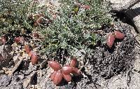 Image of Astragalus accumbens