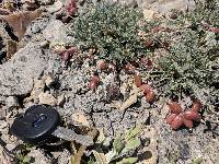 Astragalus accumbens image