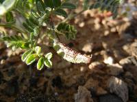 Astragalus nyensis image