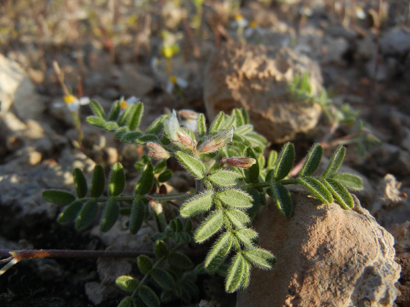 Astragalus nyensis image