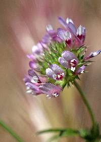 Image of Trifolium lacerum