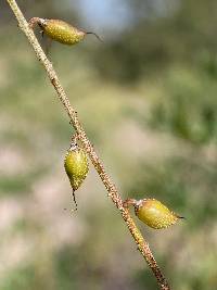 Indigofera sphaerocarpa image