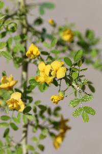 Geoffraea decorticans image
