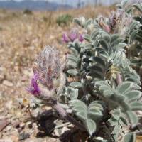 Astragalus mollissimus image