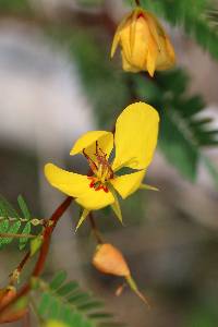 Image of Cassia fasciculata