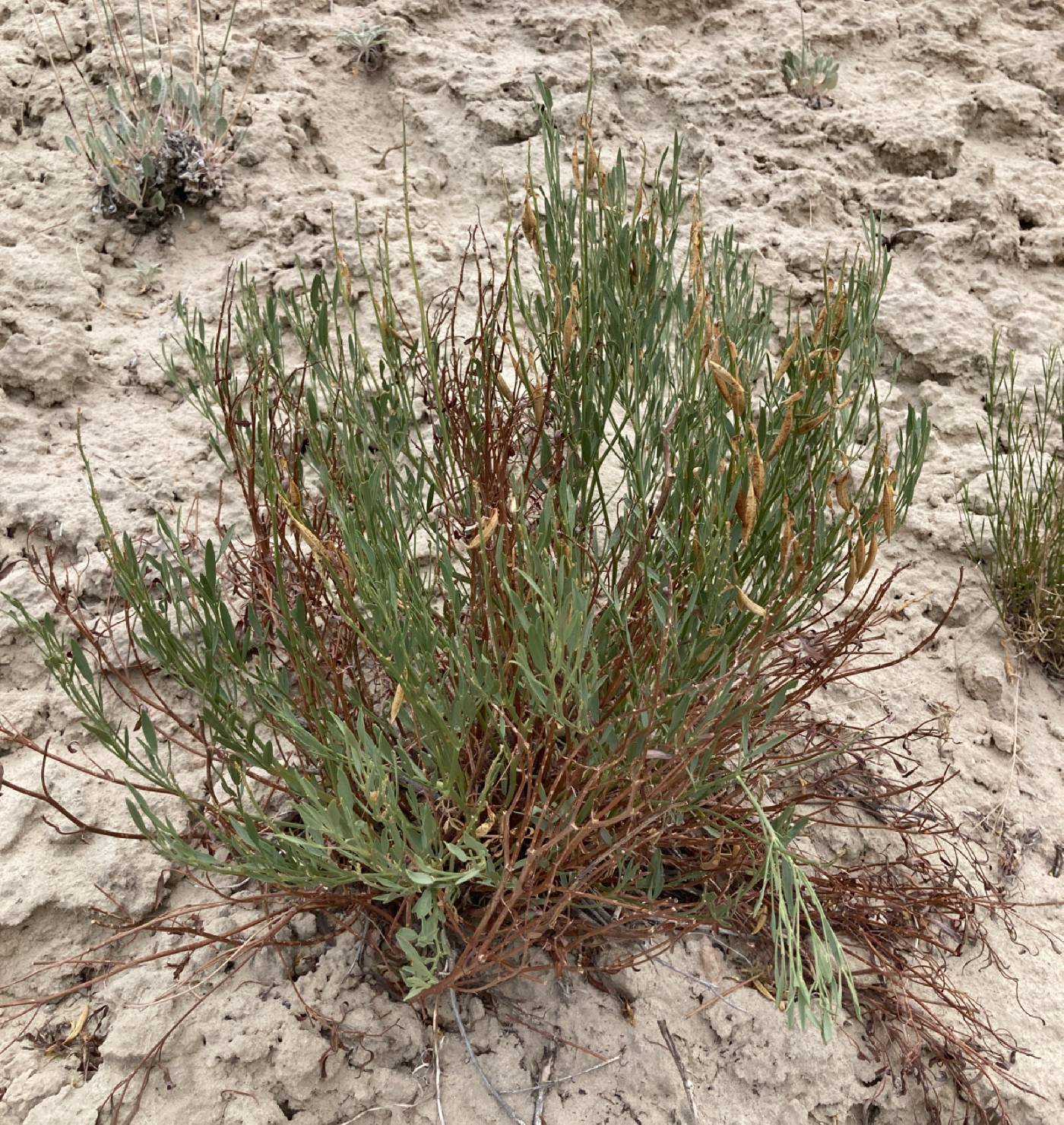 Astragalus hamiltonii image