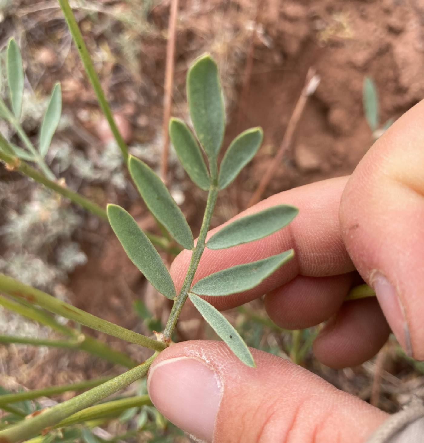 Astragalus hamiltonii image