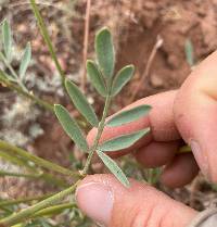 Astragalus hamiltonii image