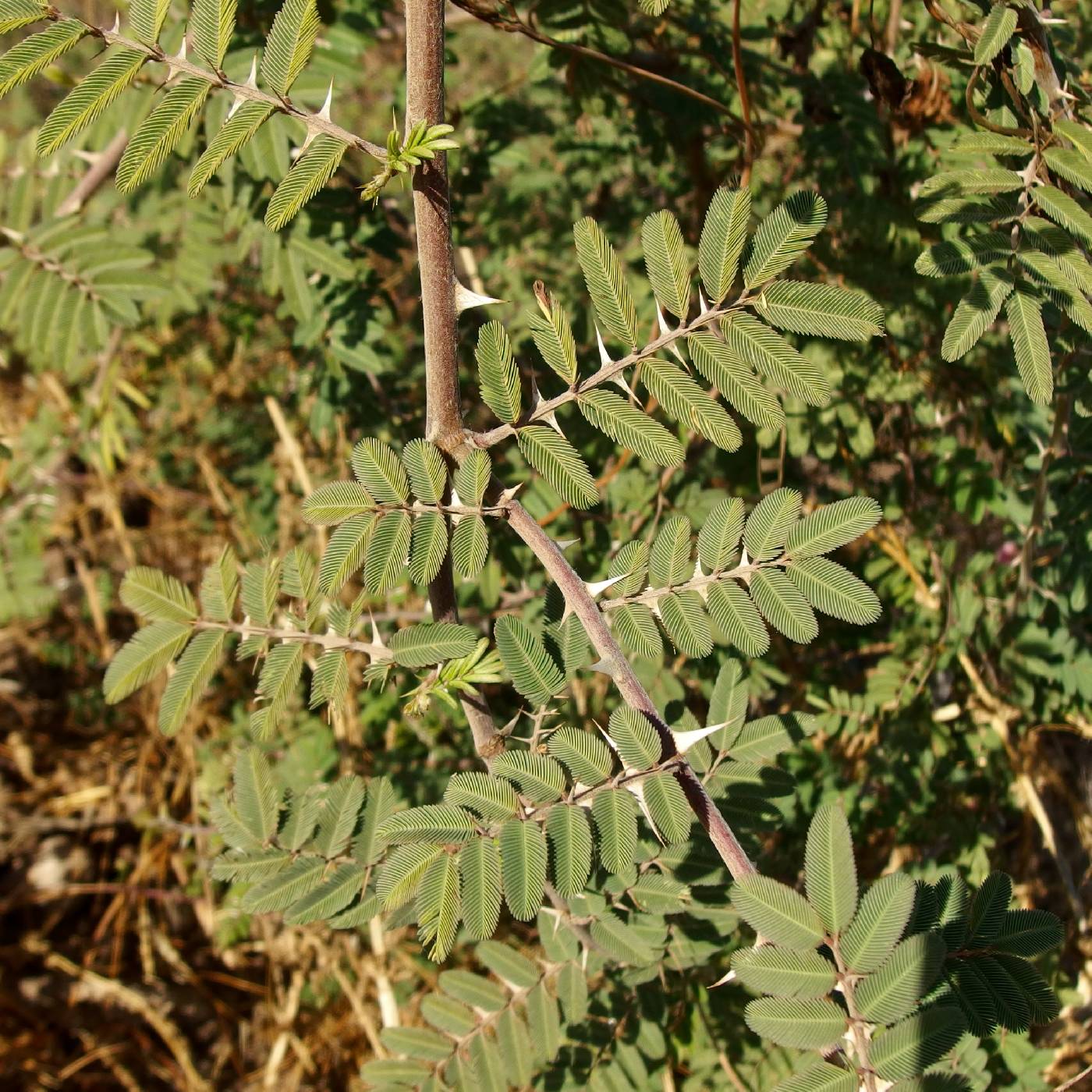 Mimosa pigra image