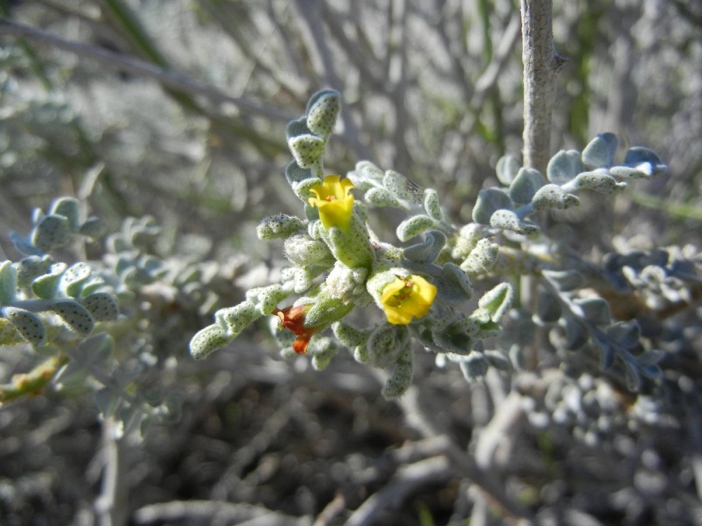 Errazurizia benthamii image