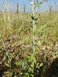 Dalea aurea image