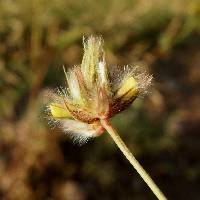 Dalea brachystachys image