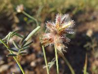 Dalea brachystachys image