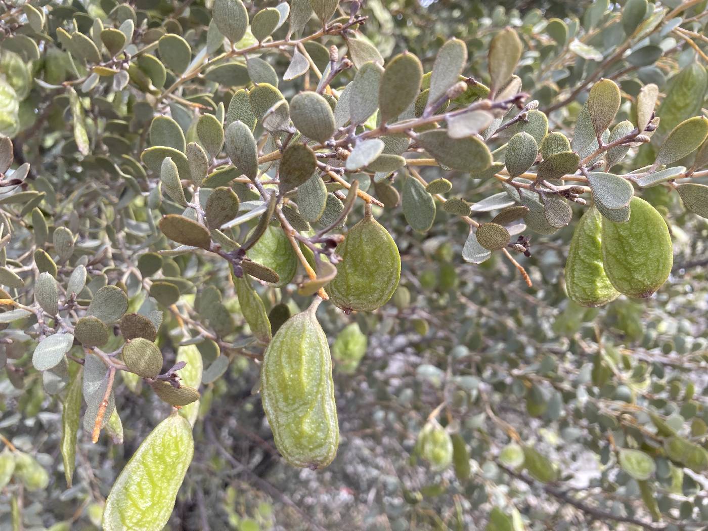 Acacia craspedocarpa image