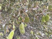 Image of Acacia craspedocarpa