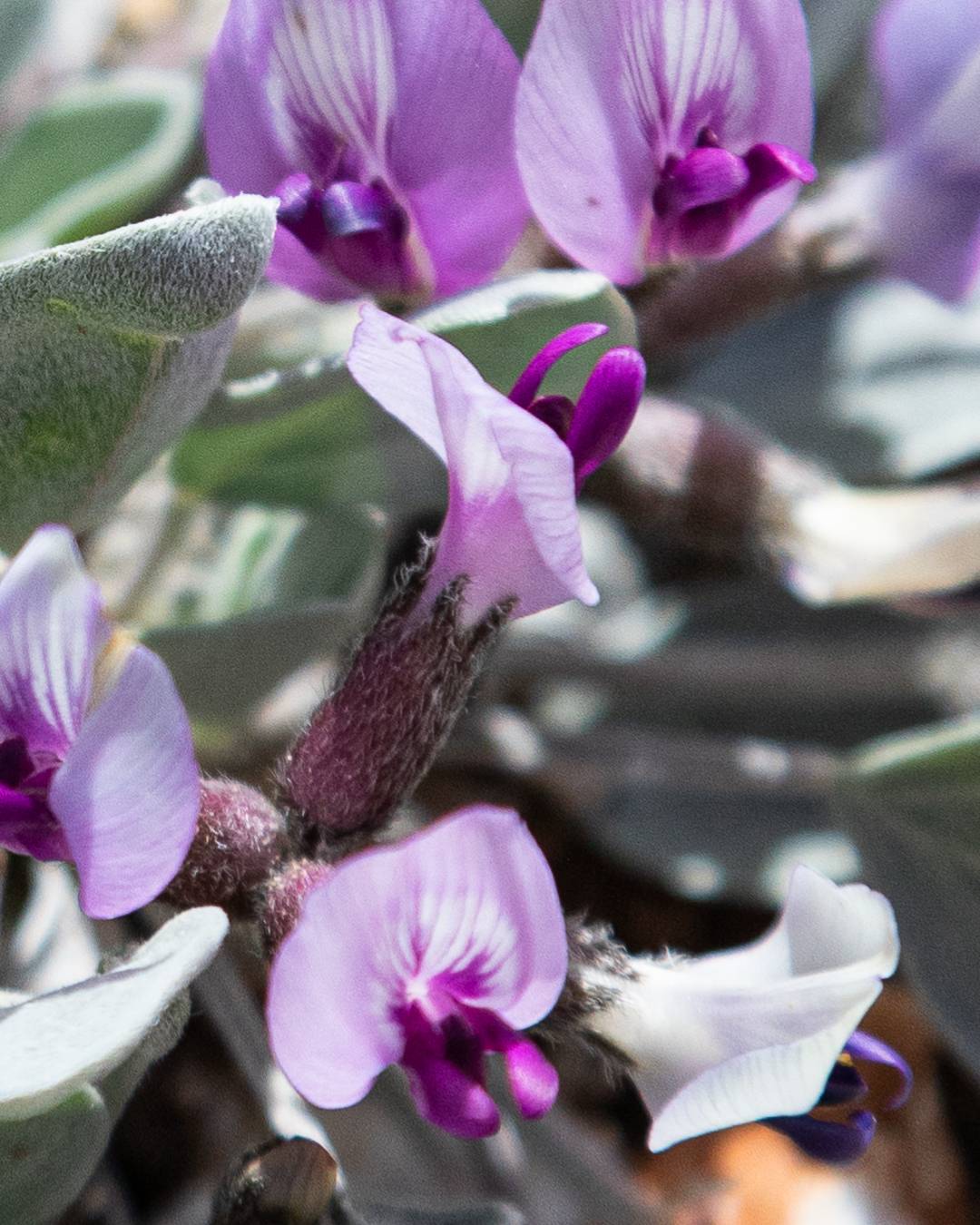 Astragalus newberryi var. aquarii image