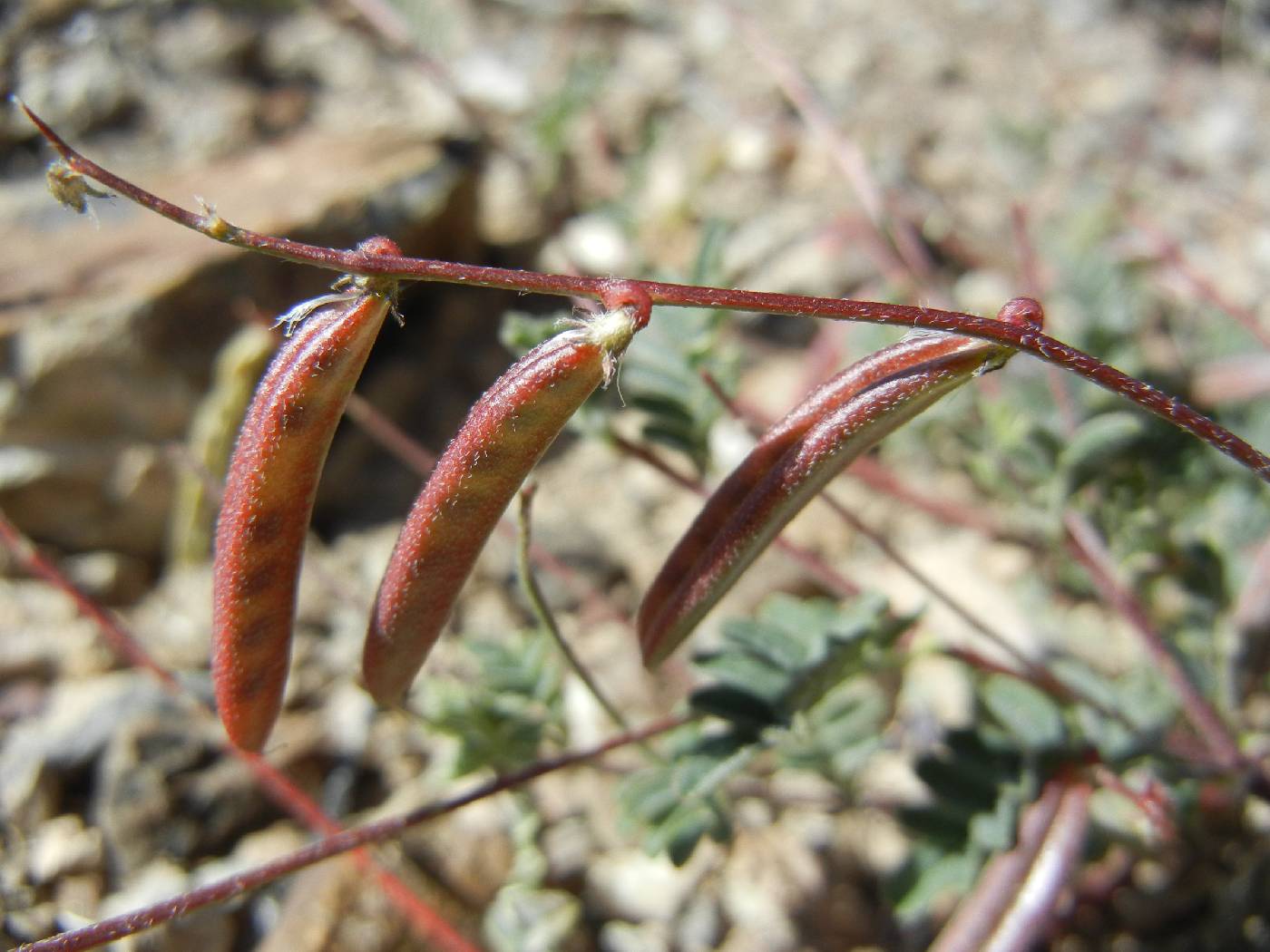 Astragalus acutirostris image