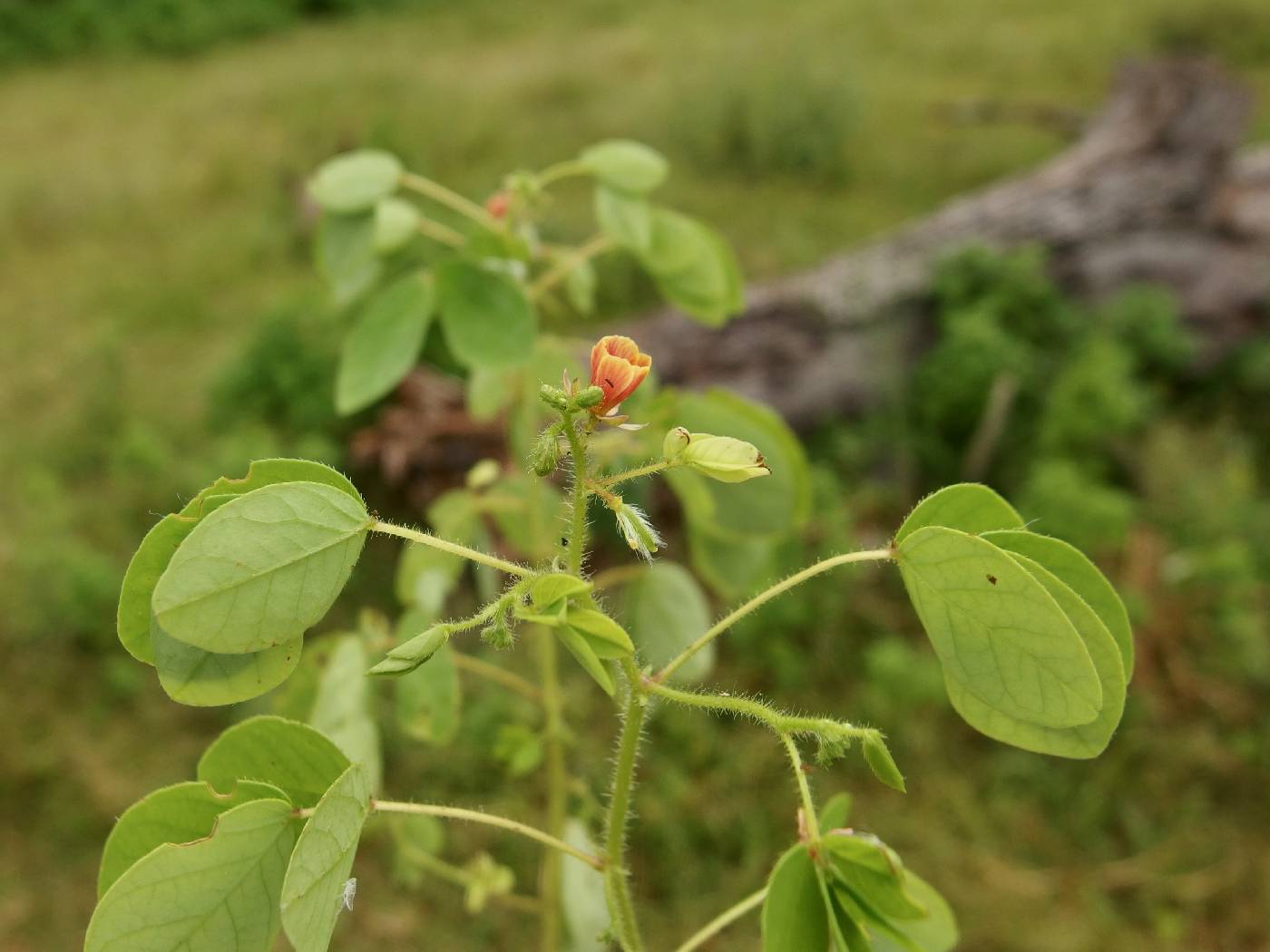 Chamaecrista absus image