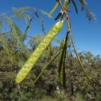 Leucaena involucrata image