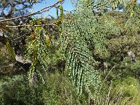 Leucaena involucrata image