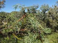 Leucaena involucrata image