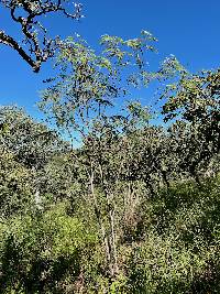 Leucaena involucrata image