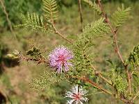 Mimosa moniliformis image