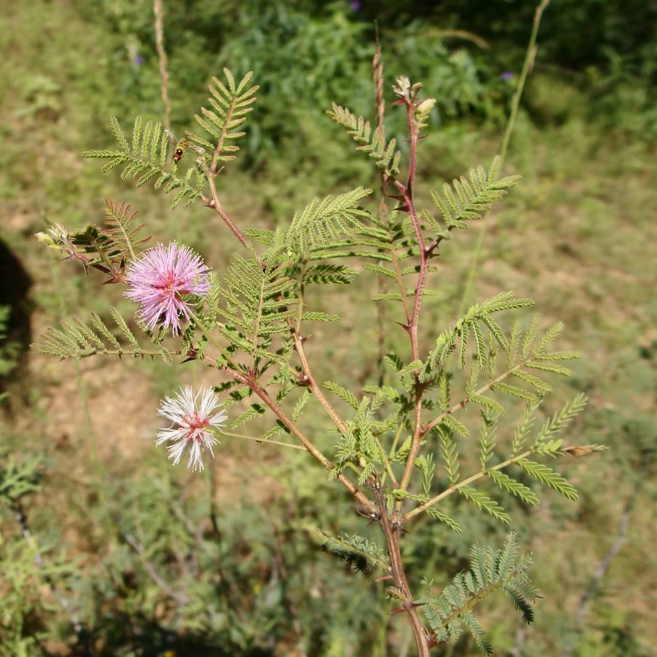 Mimosa moniliformis image