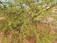 Vachellia campechiana image