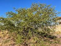 Vachellia campechiana image