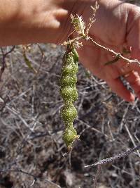 Coursetia glandulosa image