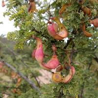 Acacia greggii image